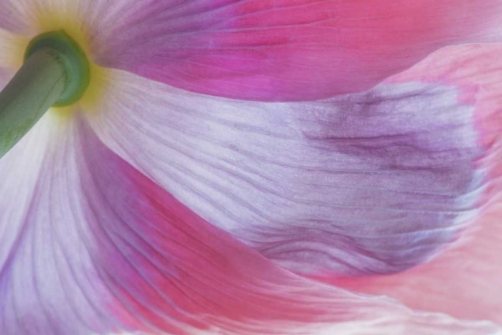 Washington, Seabeck Underside of poppy flower art print by Don Paulson for $57.95 CAD