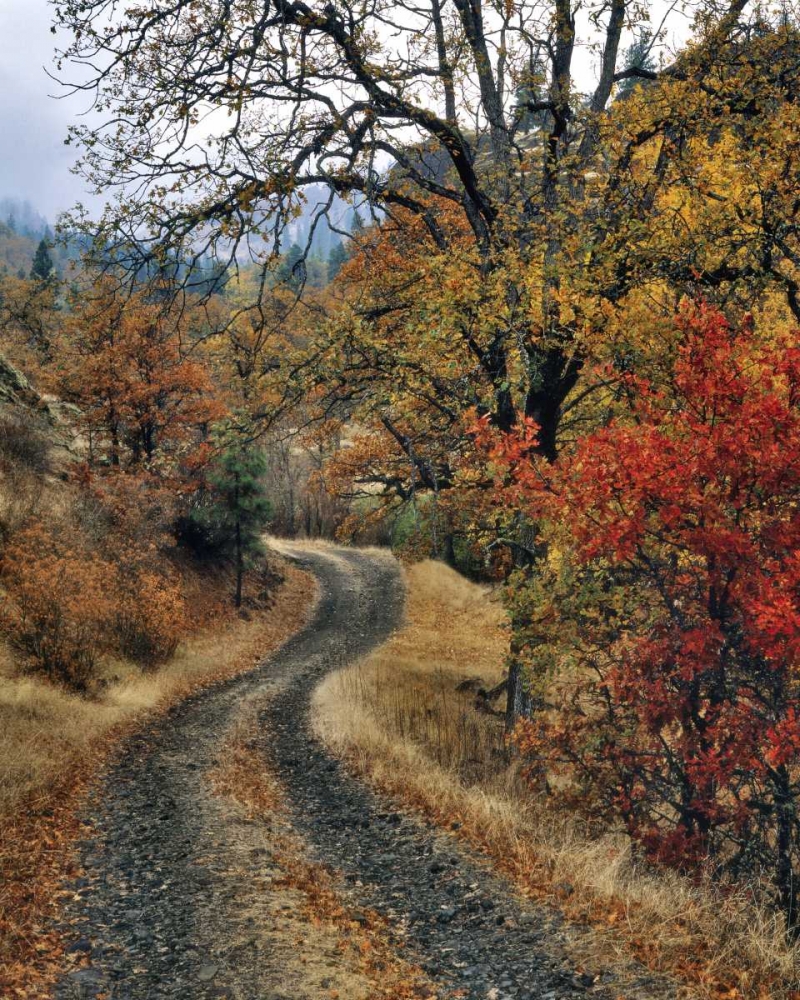 WA, Columbia Gorge NSA Road and autumn oaks art print by Steve Terrill for $57.95 CAD