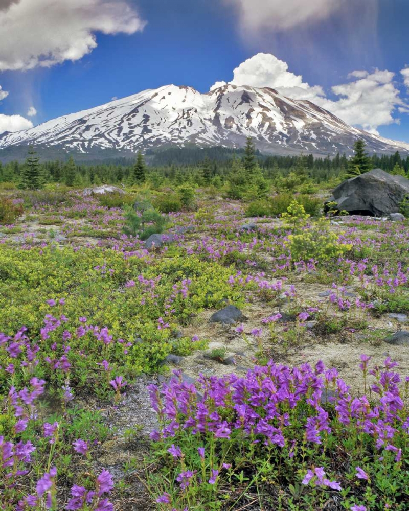 WA, Gifford Pinchot NF Mount St Helens landscape art print by Steve Terrill for $57.95 CAD