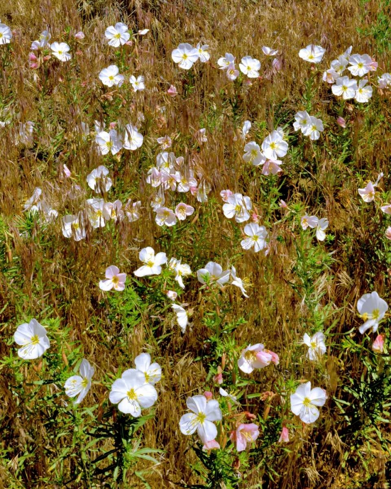WA, Klickitat Co, Wild primrose in field art print by Steve Terrill for $57.95 CAD