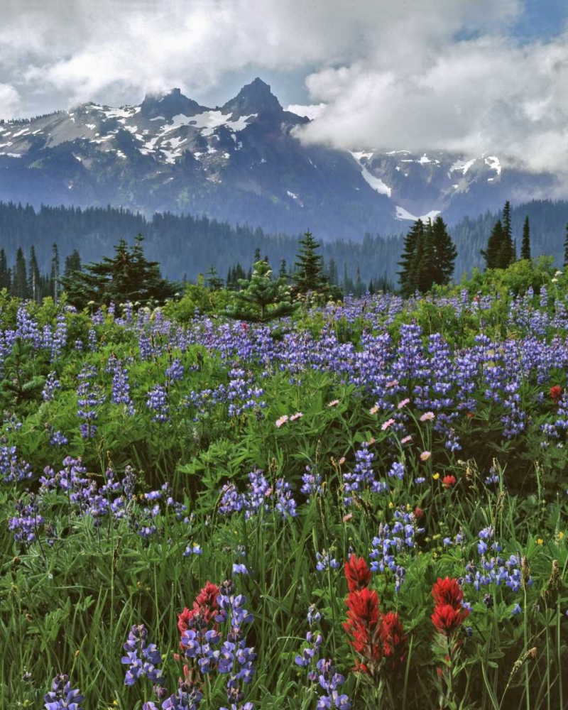 WA, Mount Rainier NP Lupine and paintbrush art print by Steve Terrill for $57.95 CAD