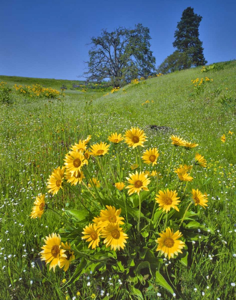 WA, Balsamroot, pine and oak trees on hillside art print by Steve Terrill for $57.95 CAD