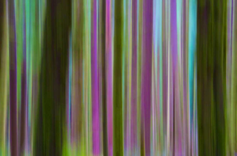 Washington Abstract of Hoh Rain Forest at dusk art print by Gilles Delisle for $57.95 CAD