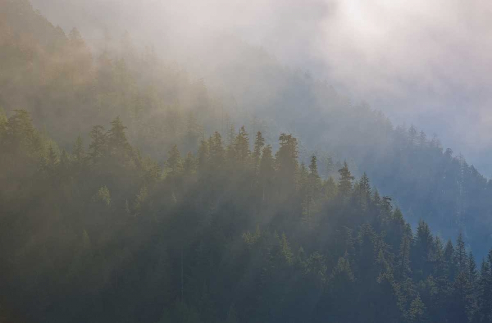 WA, Maple Grove Coastal forest in morning fog art print by Gilles Delisle for $57.95 CAD