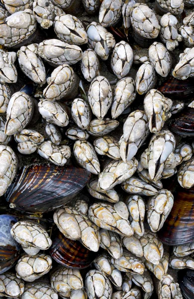 WA, Olympic NP Gooseneck barnacles and clams art print by Gilles Delisle for $57.95 CAD