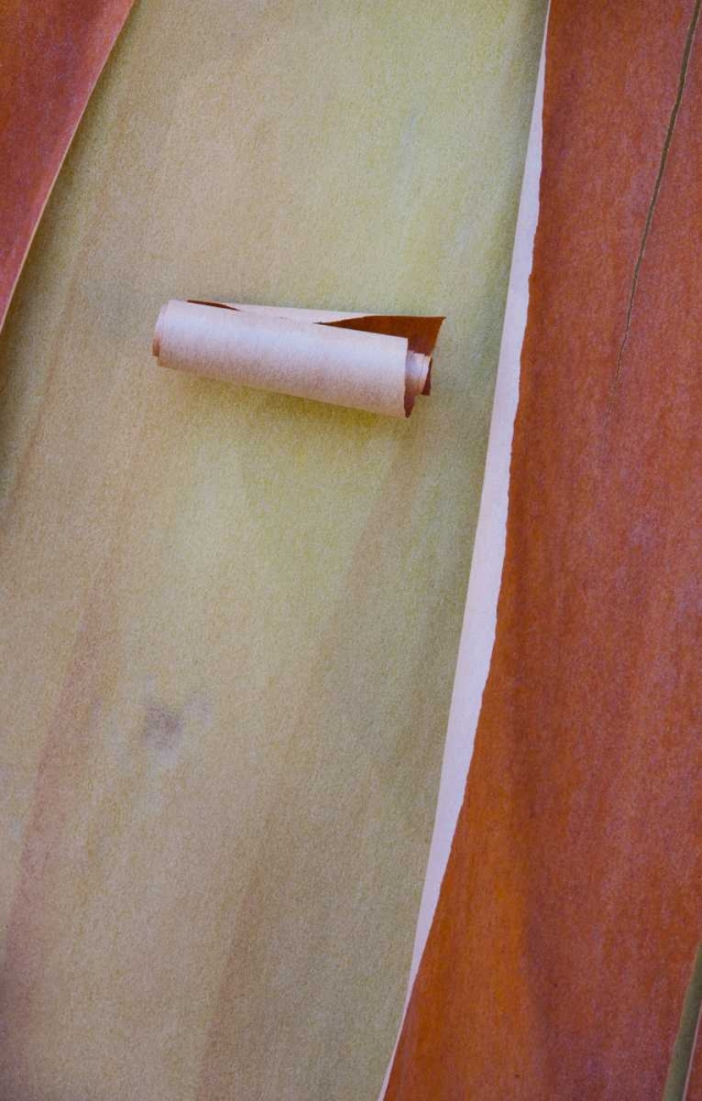 Washington, Port Townsend Madrone tree bark art print by Gilles Delisle for $57.95 CAD