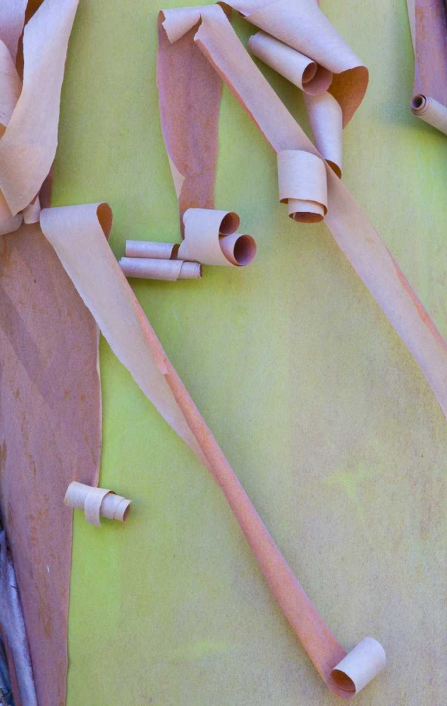 Washington, Port Townsend Madrone tree bark art print by Gilles Delisle for $57.95 CAD