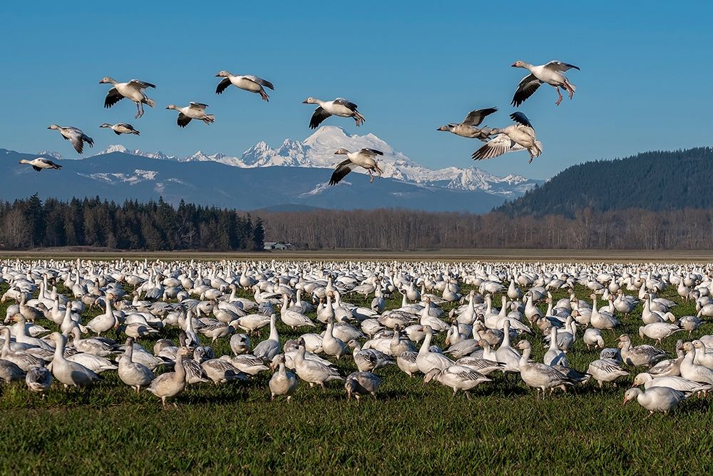 Washington State-Skagit Valley Lesser snow geese flock art print by Jaynes Gallery for $57.95 CAD