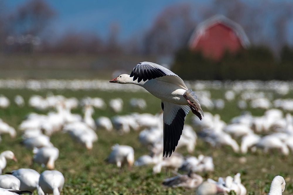 Washington State-Skagit Valley Lesser snow geese flock art print by Jaynes Gallery for $57.95 CAD