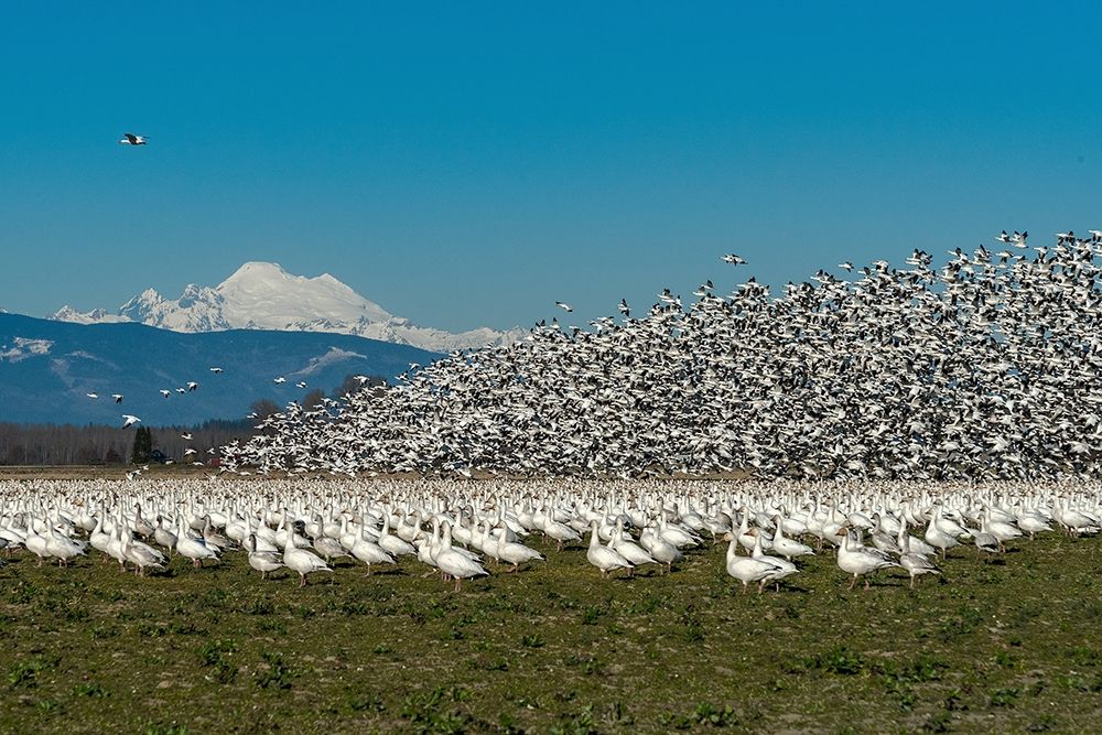 Washington State-Skagit Valley Lesser snow geese flock takeoff art print by Jaynes Gallery for $57.95 CAD