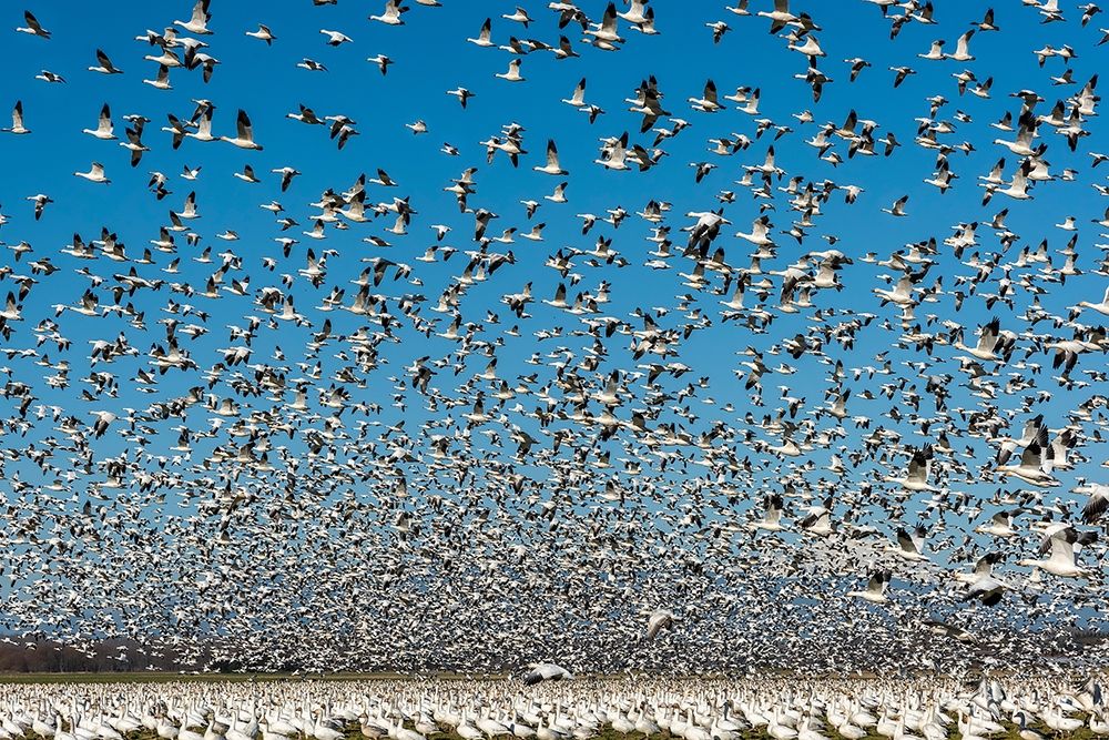 Washington State-Skagit Valley Lesser snow geese flock takeoff art print by Jaynes Gallery for $57.95 CAD