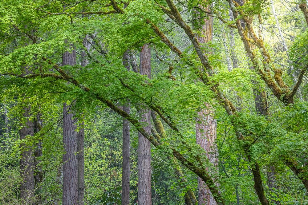 Washington State-Bainbridge Island Maple and Douglas fir trees in forest art print by Jaynes Gallery for $57.95 CAD