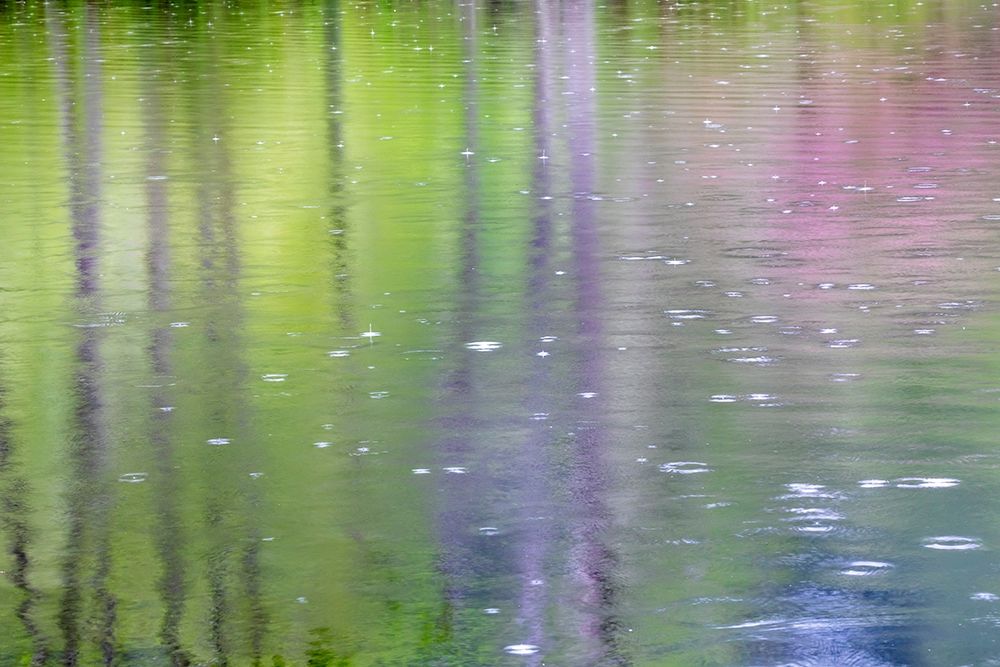 Washington State-Bainbridge Island Raindrop reflections in pond art print by Jaynes Gallery for $57.95 CAD