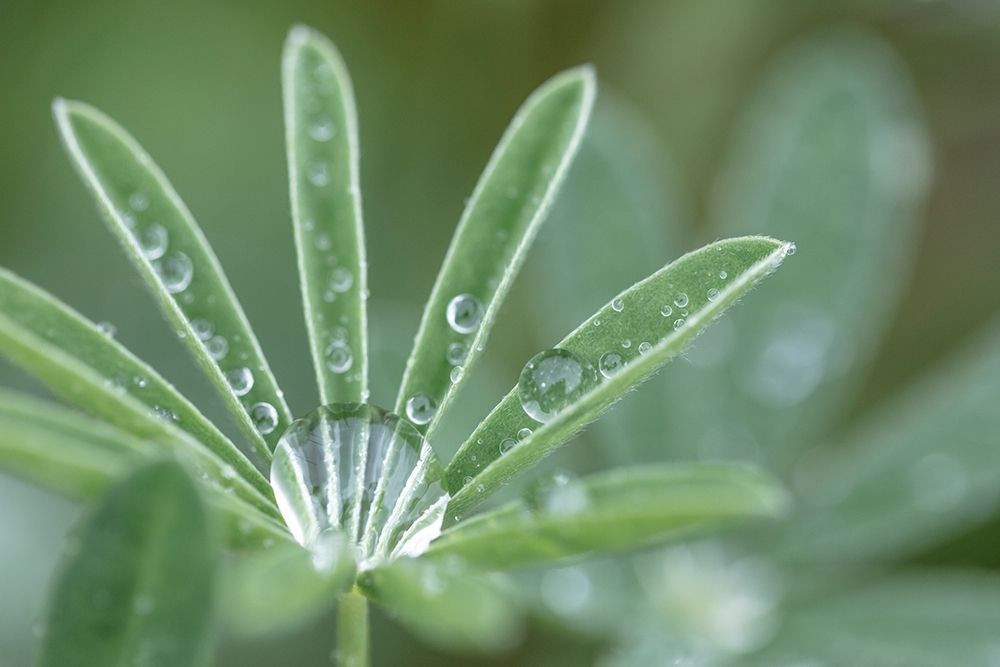 Washington State-Port Townsend Raindrops on lupine at Fort Worden State Park art print by Jaynes Gallery for $57.95 CAD