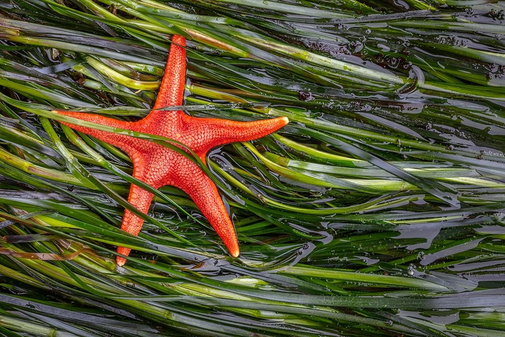Washington State-Salt Creek Recreation Area Blood star and wet eelgrass art print by Jaynes Gallery for $57.95 CAD