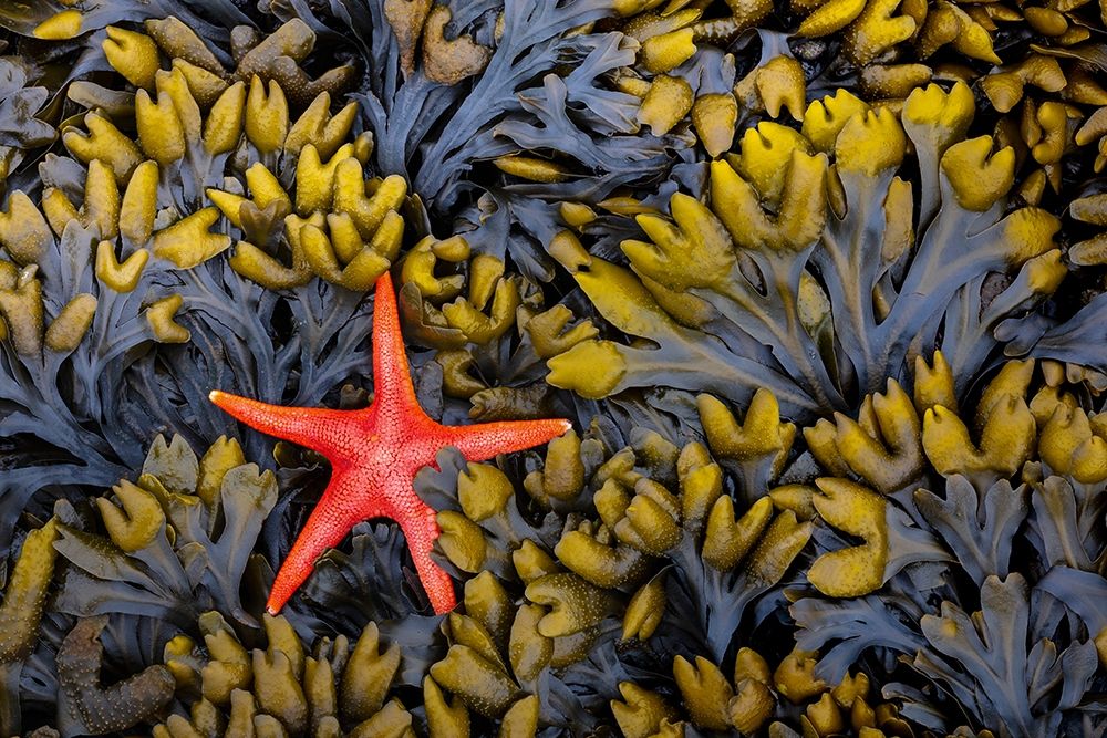 Washington State-Salt Creek Recreation Area Blood star and wet rockweed art print by Jaynes Gallery for $57.95 CAD