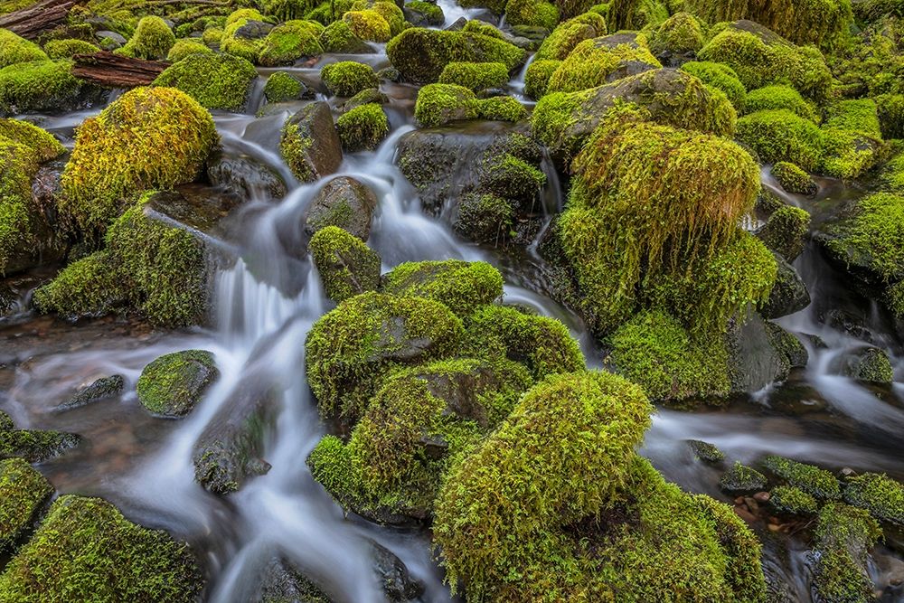 Washington State-Olympic National Park Cedar Creek scenic art print by Jaynes Gallery for $57.95 CAD