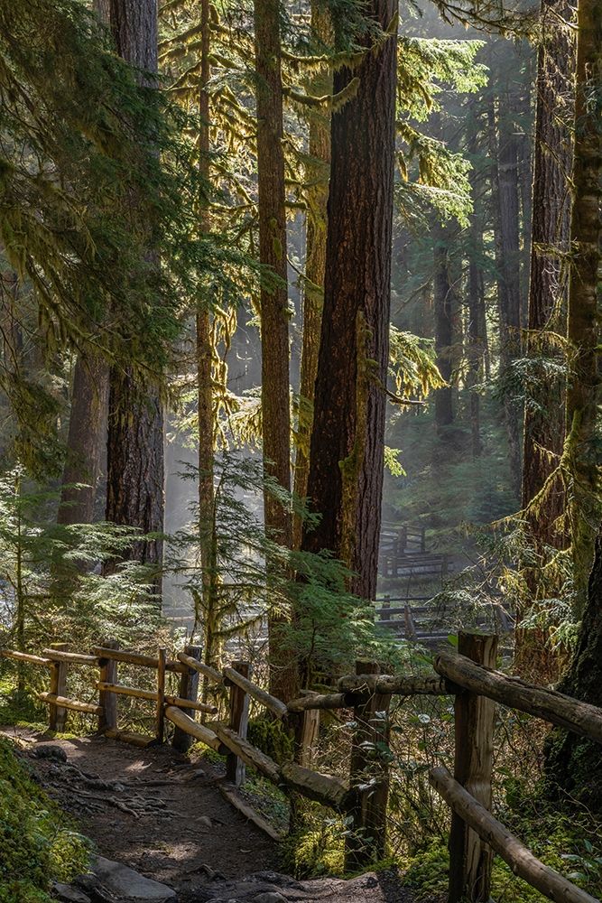 Washington State-Olympic National Park Walkway past trees and creek art print by Jaynes Gallery for $57.95 CAD