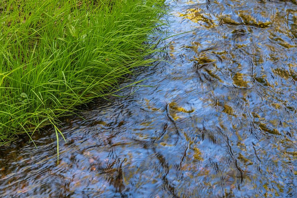 Washington State-Seabeck Grass alongside stream in Guillemot Cove Nature Preserve art print by Jaynes Gallery for $57.95 CAD