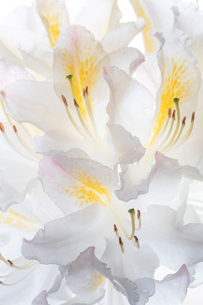 Washington State-Seabeck White Azalea #2 art print by Jaynes Gallery for $57.95 CAD