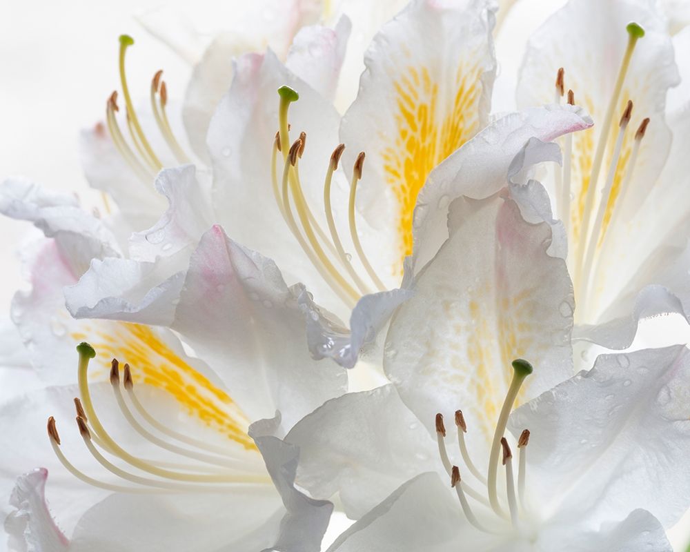 Washington State-Seabeck White Azalea #2 art print by Jaynes Gallery for $57.95 CAD