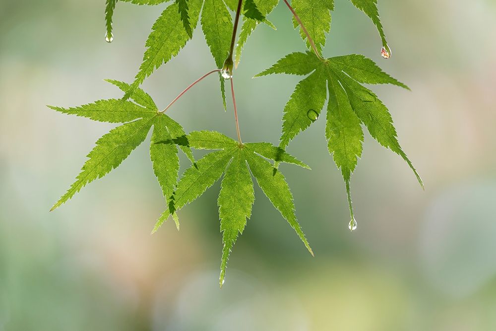 Washington-Seabeck Raindrops on Japanese maple leaves art print by Jaynes Gallery for $57.95 CAD