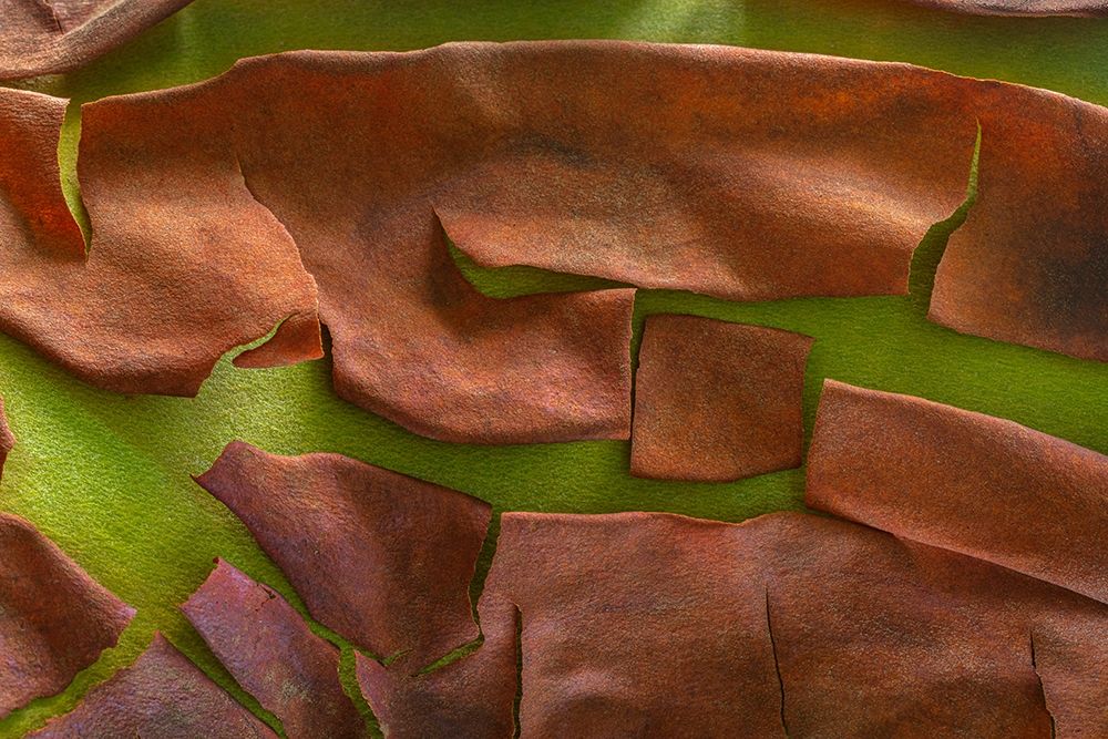 Washington-Seabeck Peeling madrone tree bark art print by Jaynes Gallery for $57.95 CAD
