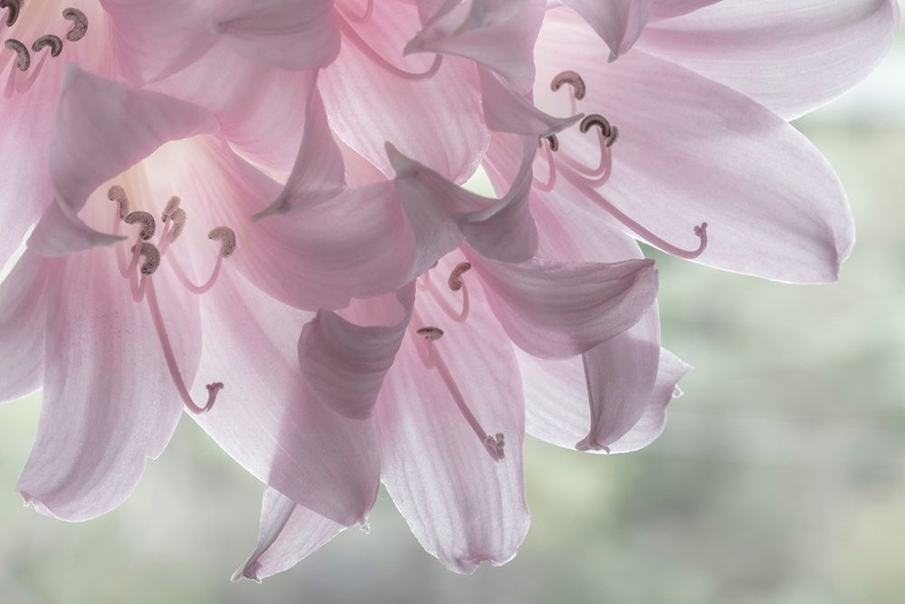 Washington-Seabeck Pale pink lilies close-up art print by Jaynes Gallery for $57.95 CAD