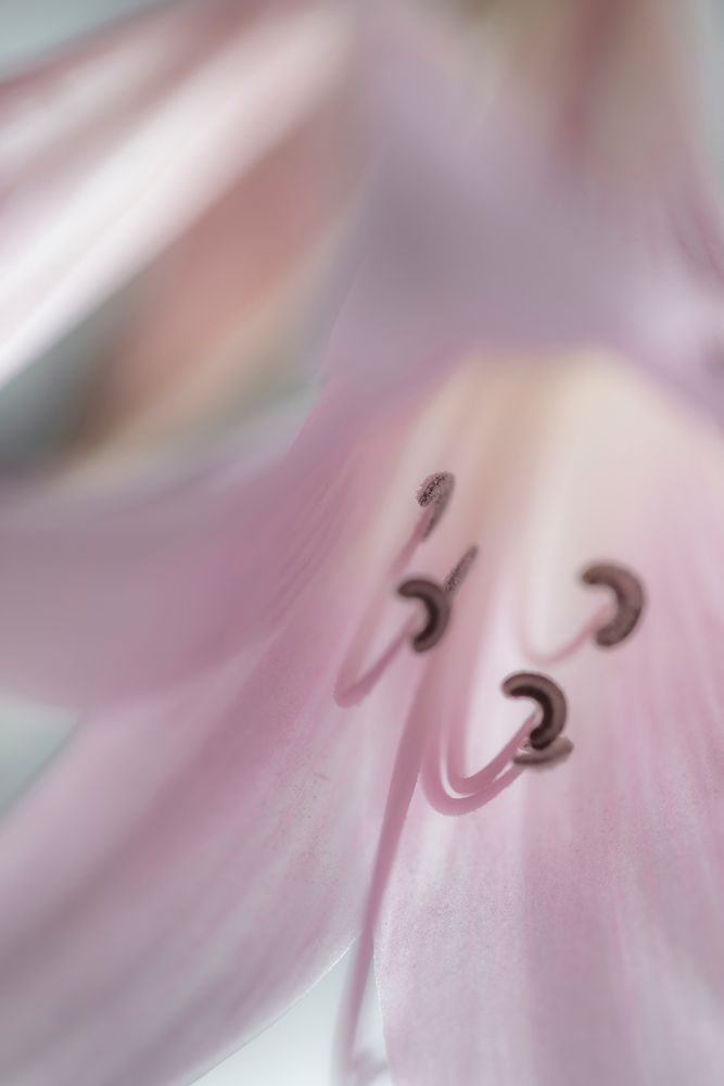 Washington-Seabeck Pale pink lily close-up art print by Jaynes Gallery for $57.95 CAD