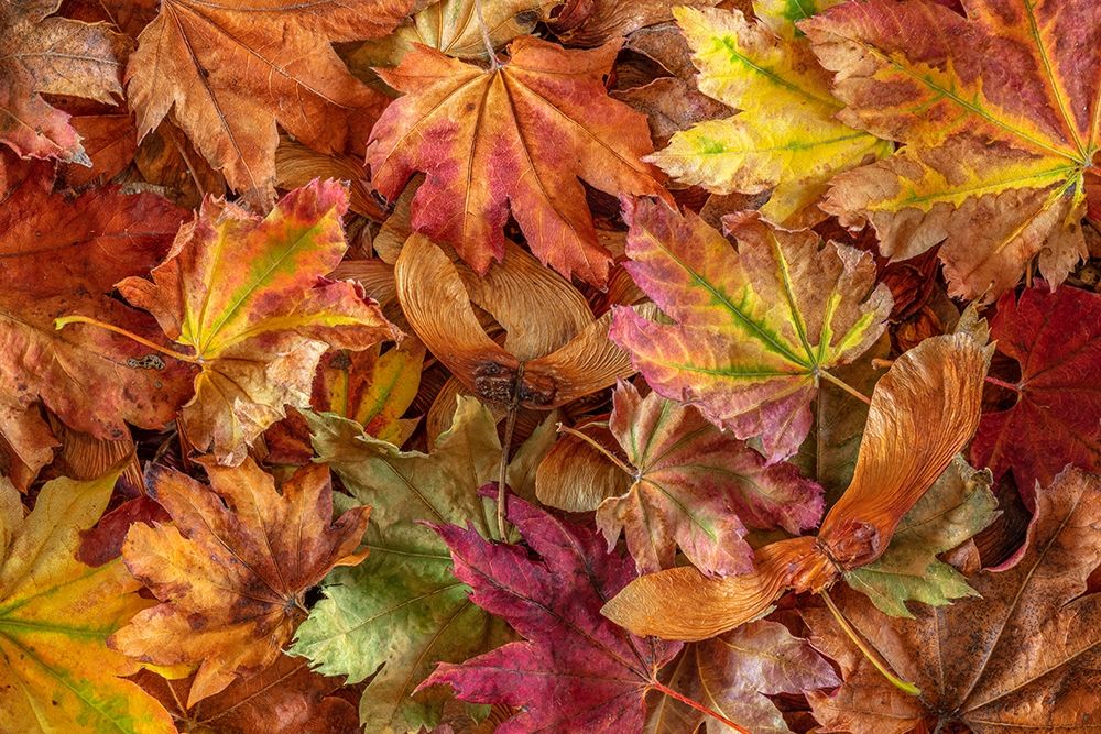 Washington State-Seabeck Fallen vine maple leaves and seed heads art print by Jaynes Gallery for $57.95 CAD