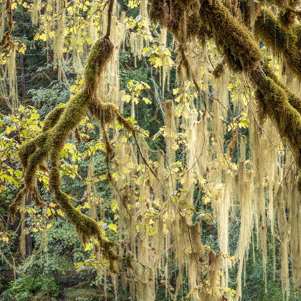 Methuselahs Beard in a Bigleaf Maple tree-Washington-Olympic National Park-Staircase Rapids art print by Jaynes Gallery for $57.95 CAD
