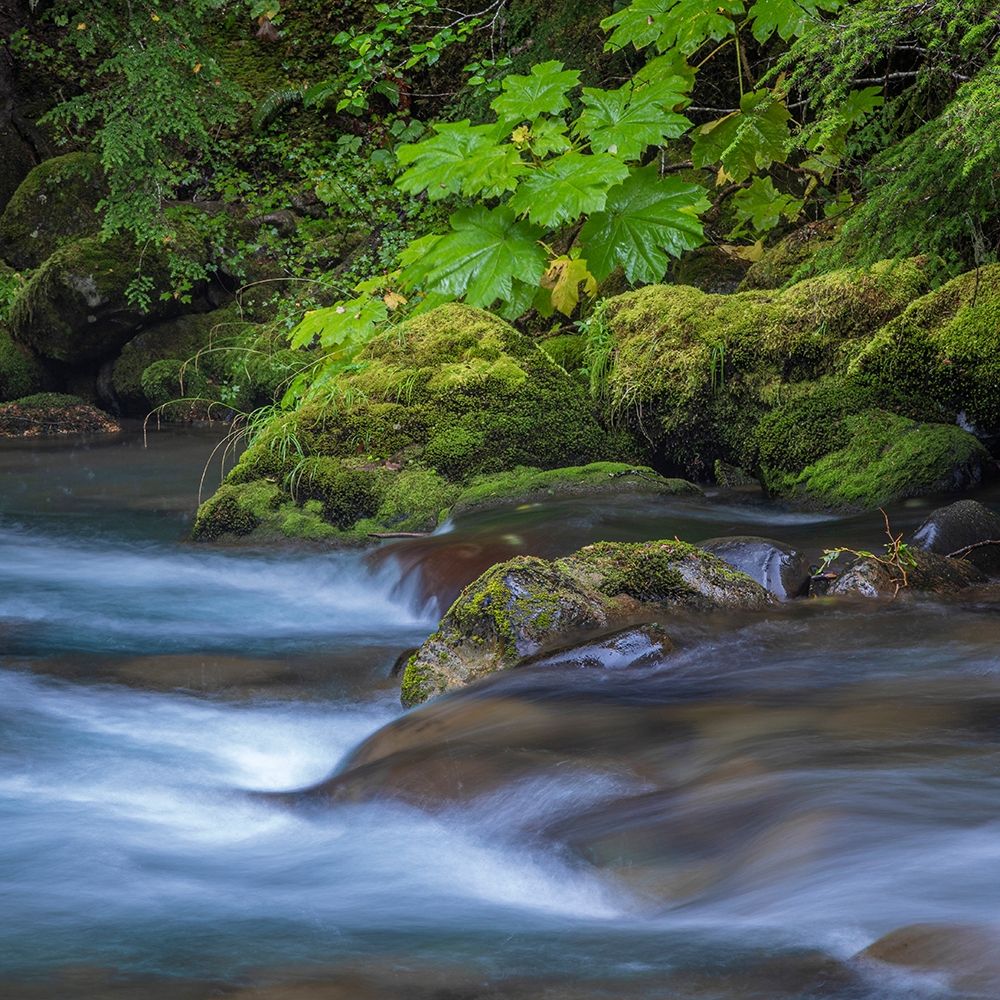 Washington State-Olympic National Park Dungeness River rapids art print by Jaynes Gallery for $57.95 CAD