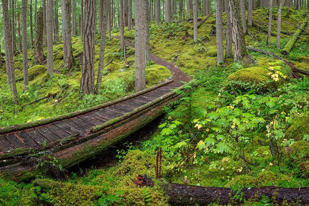 Washington State-Olympic National Forest Panoramic of Lower Dungeness Trail in forest art print by Jaynes Gallery for $57.95 CAD