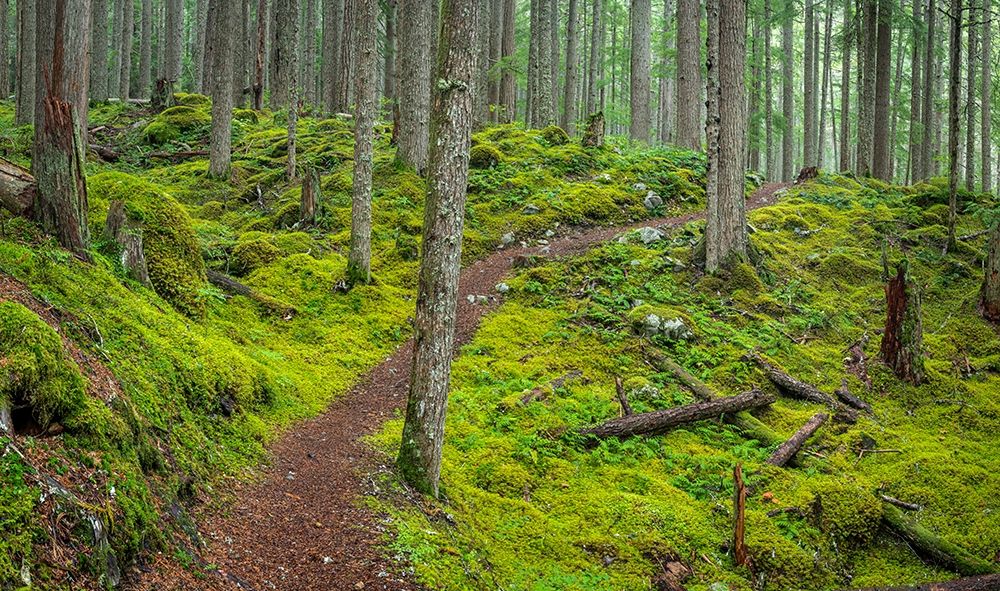 Washington State-Olympic National Forest Panoramic of Lower Dungeness Trail in forest art print by Jaynes Gallery for $57.95 CAD