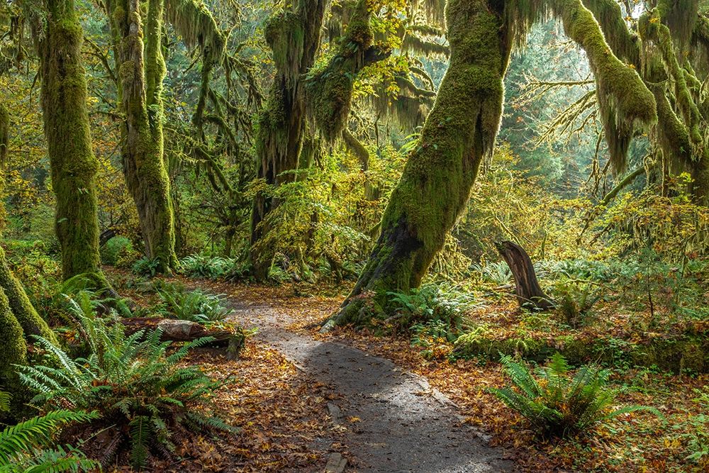 Washington State-Olympic National Park Panoramic composite of trail through mossy forest art print by Jaynes Gallery for $57.95 CAD