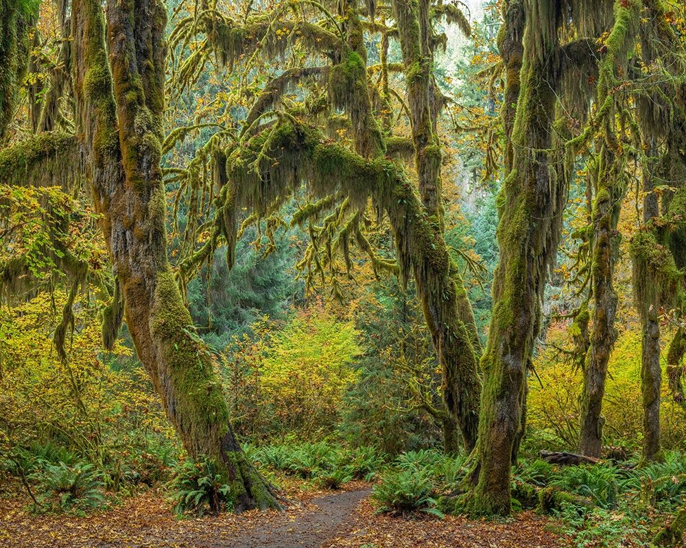 Washington State-Olympic National Park Trail through mossy forest art print by Jaynes Gallery for $57.95 CAD