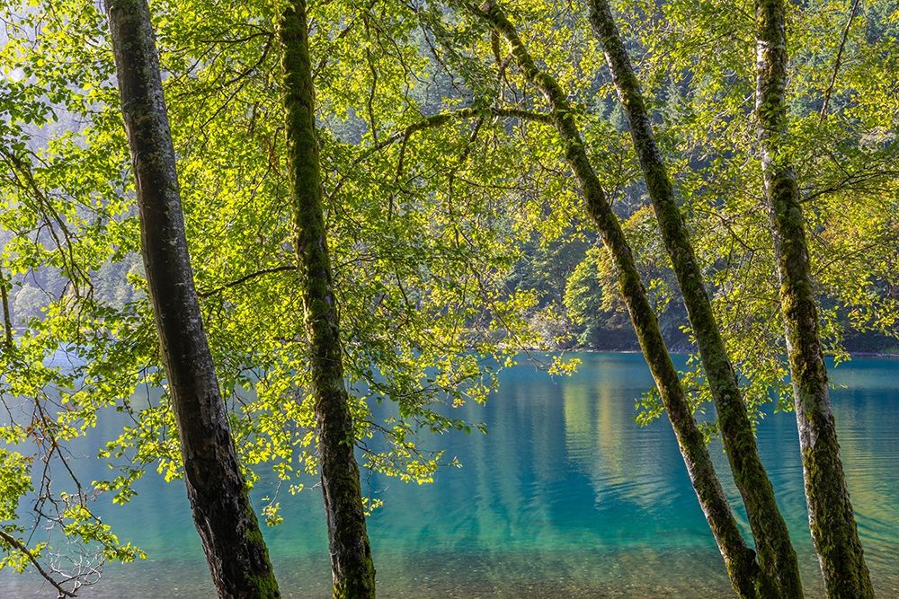 Washington State-Olympic National Park Alder trees on lake shore art print by Jaynes Gallery for $57.95 CAD