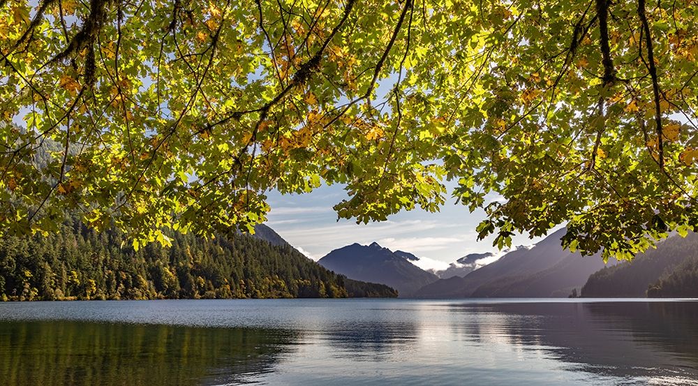 Washington State-Olympic National Park Bigleaf maple tree and lake art print by Jaynes Gallery for $57.95 CAD