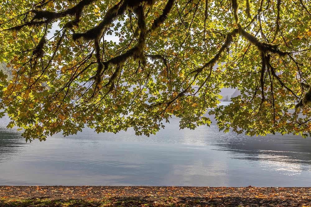 Washington State-Olympic National Park Bigleaf maple tree and lake art print by Jaynes Gallery for $57.95 CAD
