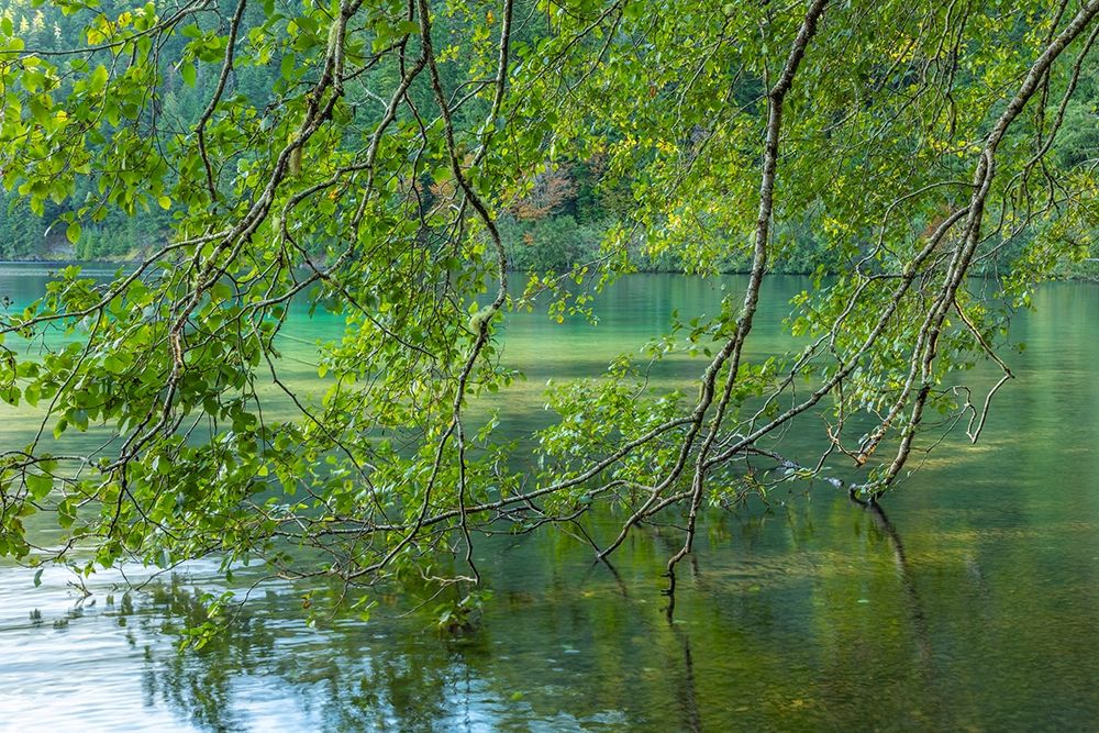 Washington State-Olympic National Park Alder trees overhang lake art print by Jaynes Gallery for $57.95 CAD