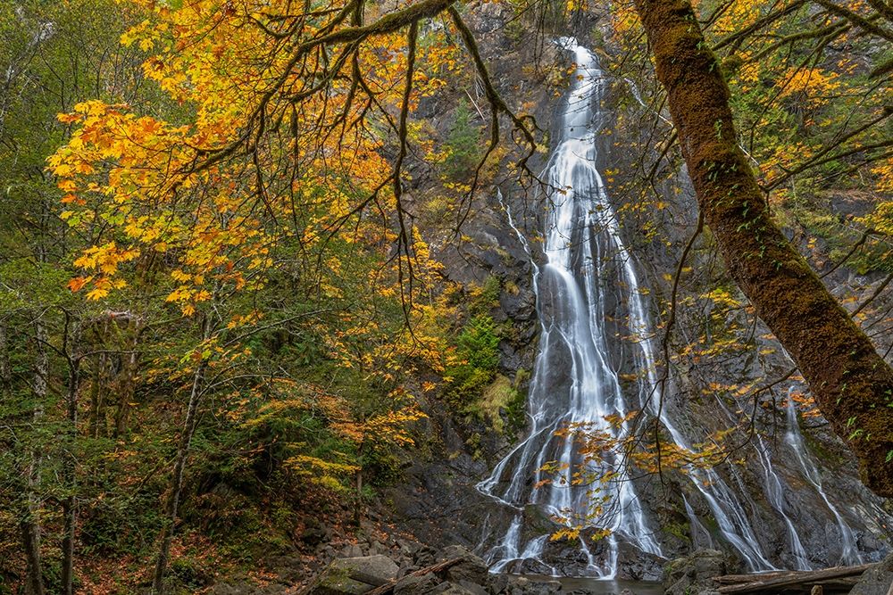 Washington State-Olympic National Forest Rocky Brook Falls and forest art print by Jaynes Gallery for $57.95 CAD