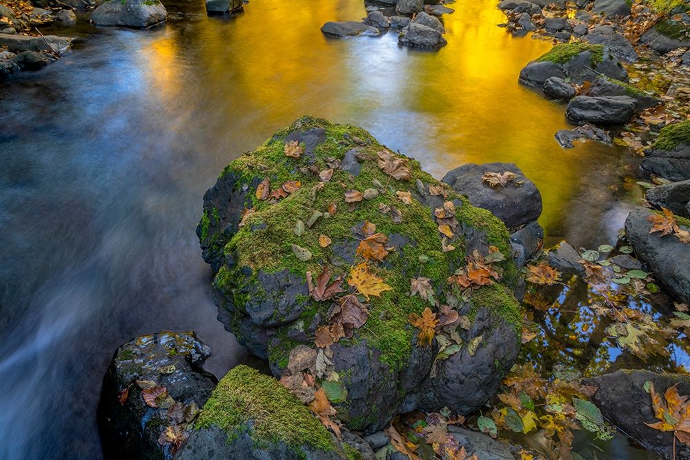 Washington State-Olympic National Forest Reflections of autumn in Rocky Creek art print by Jaynes Gallery for $57.95 CAD