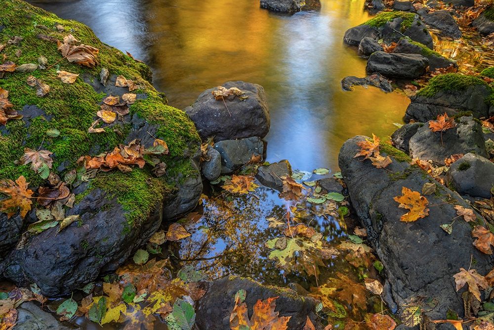 Washington State-Olympic National Forest Reflections of autumn in Rocky Creek art print by Jaynes Gallery for $57.95 CAD