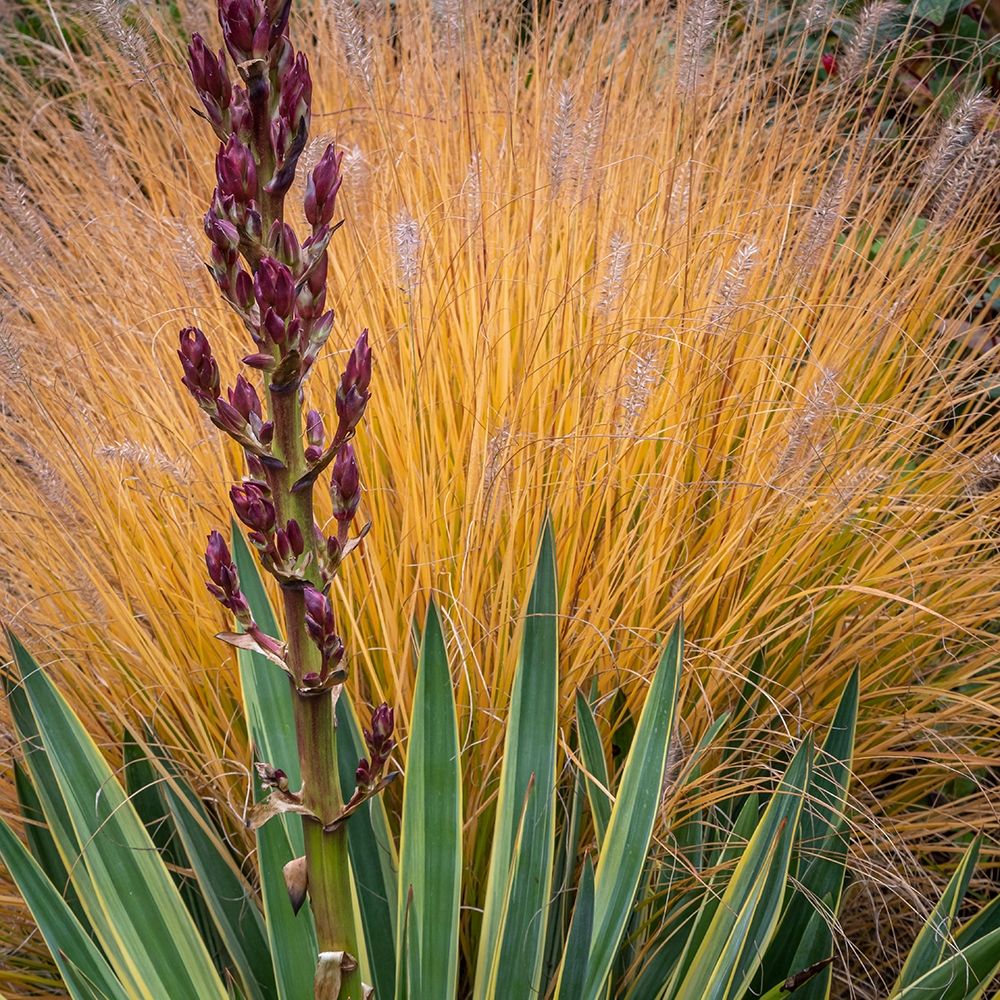 Yucca and Ornamental Grass in Fall-Washington-Lemolo art print by Jaynes Gallery for $57.95 CAD