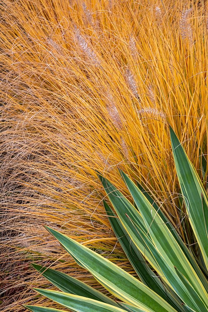 Washington State-Lemolo Close-up of garden plants in autumn art print by Jaynes Gallery for $57.95 CAD