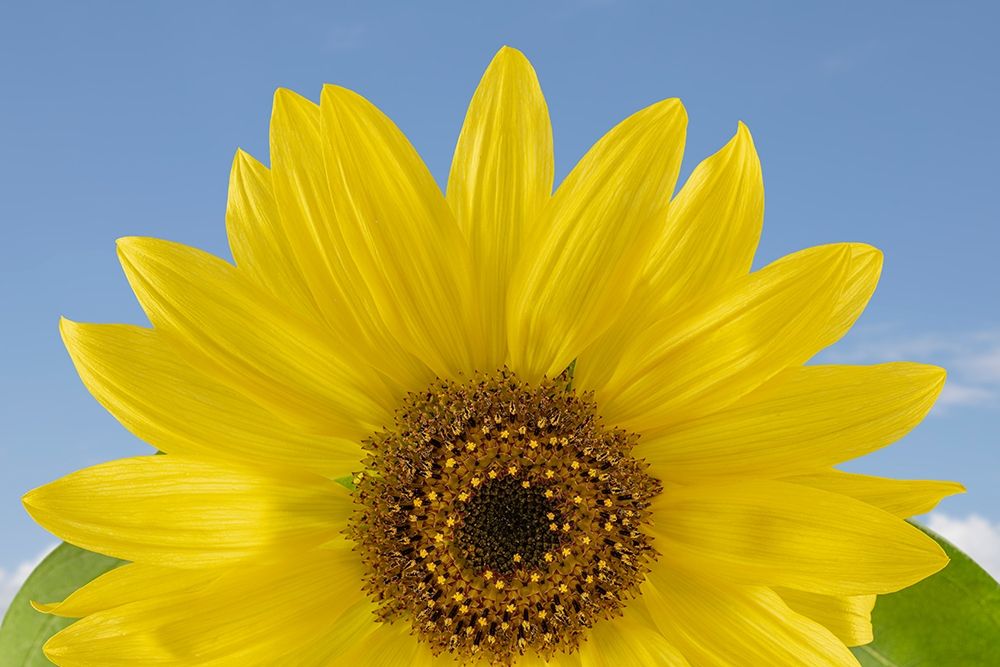 Sunny Sunflower art print by Jaynes Gallery for $57.95 CAD