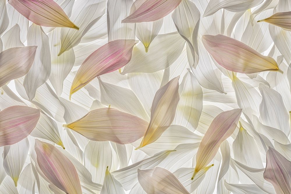 Dahlia Petals art print by Jaynes Gallery for $57.95 CAD