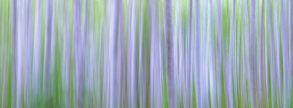 Washington State-Seabeck Panoramic abstract of alder grove art print by Jaynes Gallery for $57.95 CAD