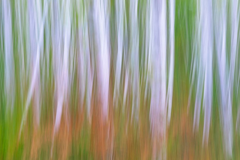 Washington State-Seabeck Young alder grove and bracken ferns in fall art print by Jaynes Gallery for $57.95 CAD