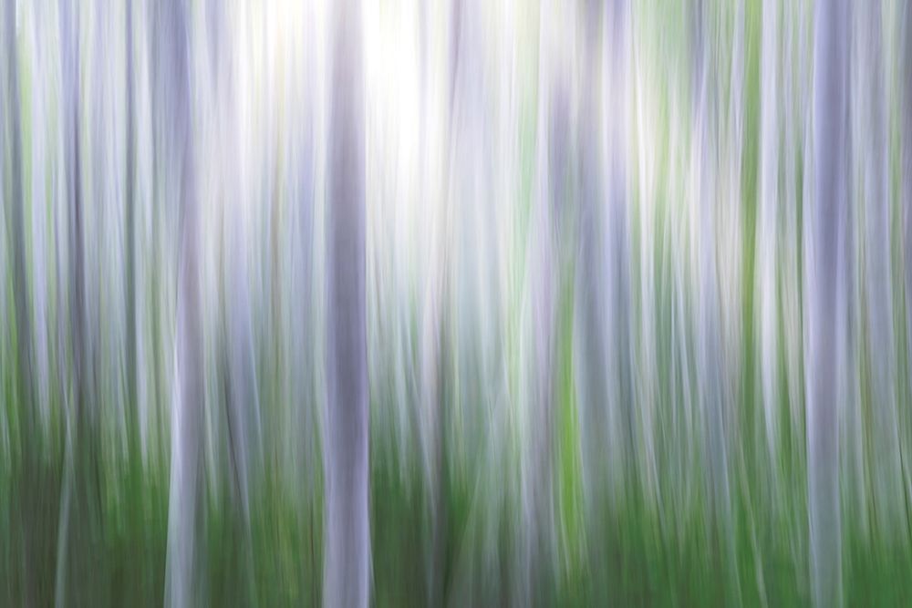 Washington State-Seabeck Panoramic abstract of alder grove art print by Jaynes Gallery for $57.95 CAD